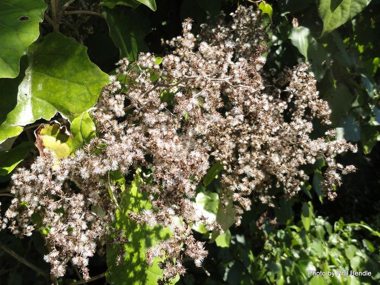 Brachyglottis repanda TERRAIN Taranaki Educational Resource Research Analysis