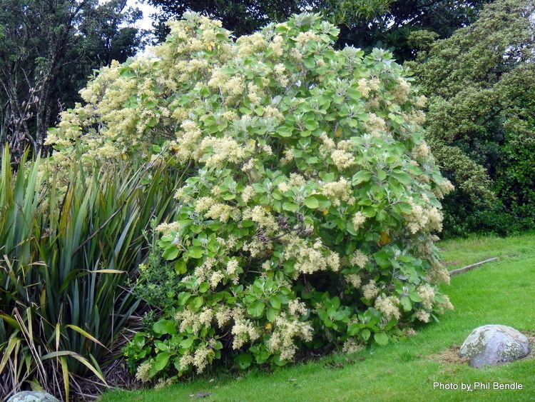 Brachyglottis repanda TERRAIN Taranaki Educational Resource Research Analysis