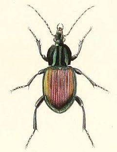 Brachygnathus httpsuploadwikimediaorgwikipediacommonsthu