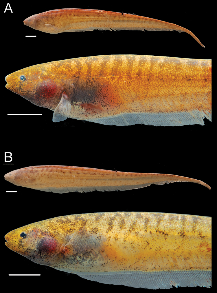 Brachyhypopomus Two new species and a new subgenus of toothed Brachyhypopomus