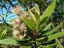 Brachylaena neriifolia httpsuploadwikimediaorgwikipediacommonsthu