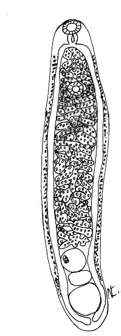 Brachylaima wwwscieloclfbpeimgbcparv56n12img0901gif