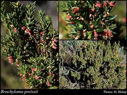 Brachyloma Brachyloma preissii Sond FloraBase Flora of Western Australia