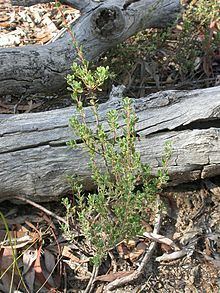 Brachyloma daphnoides httpsuploadwikimediaorgwikipediacommonsthu