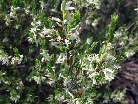 Brachyloma daphnoides Girraween National Park Plants Flowering Daphne Heath
