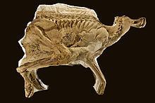 Brachylophosaurus Brachylophosaurus Wikipedia