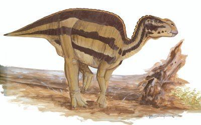 Brachylophosaurus Brachylophosaurus HowStuffWorks