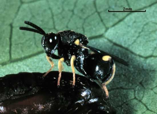 Brachymeria Brachymeria euploeae