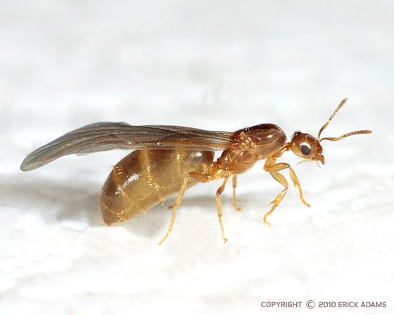 Brachymyrmex Ant Contortionist Brachymyrmex depilis BugGuideNet