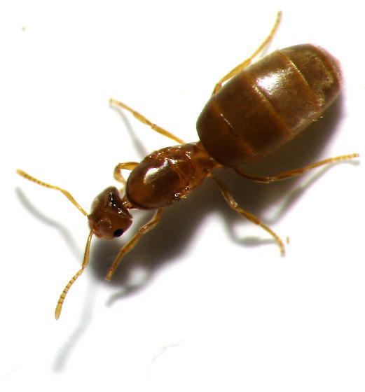 Brachymyrmex Help with Locating ColoniesQueens of 3 NJ ant species Where