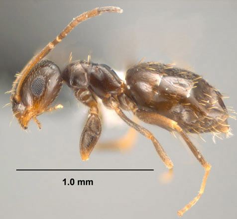 Brachymyrmex dark rover ant Brachymyrmex patagonicus Mayr