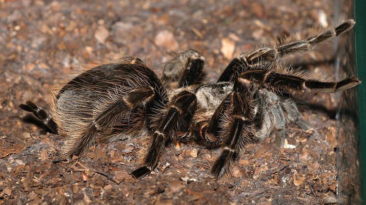 Brachypelma albopilosum Brachypelma albopilosum Wikipedia