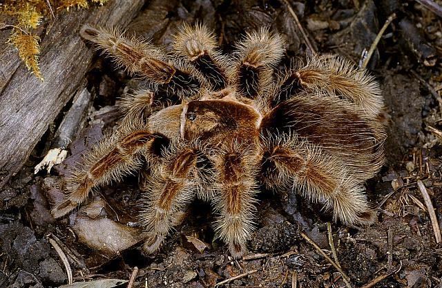 Brachypelma albopilosum Care for a Brachypelma Albopilosum Honduran Curly Hair