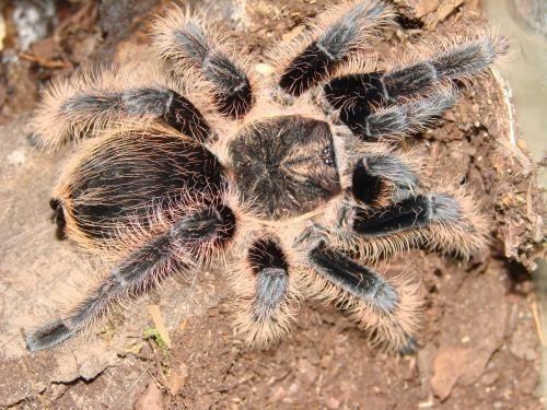 Brachypelma albopilosum wwwtarantulapetscomwpcontentuploads201412B