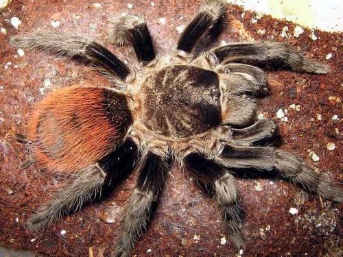 Brachypelma Brachypelma Theraphosids tarantulas of the World Keeping and