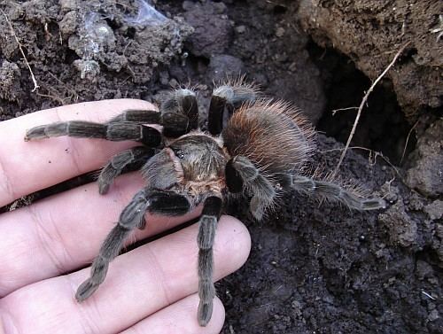 Brachypelma vagans Pet tarantulas
