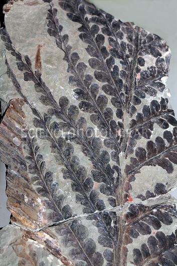 Brachyphyllum Brachyphyllum schenkeii fossil plant Stock Image C0216934