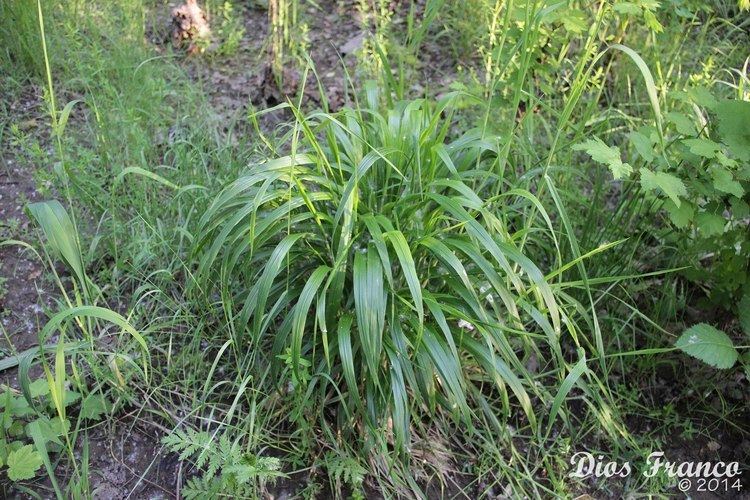 Brachypodium sylvaticum Grass False Brome Brachypodium Sylvaticum Nw Visual Plant ID
