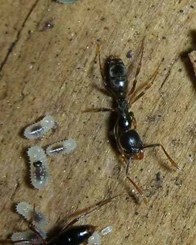 Brachyponera Slender ants w prickly larvae Brachyponera chinensis BugGuideNet