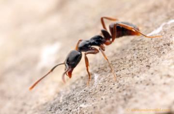 Brachyponera chinensis School of Ants