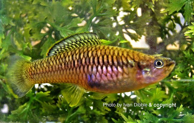 Brachyrhaphis Fish Identification