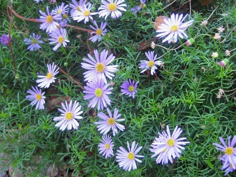 Brachyscome iberidifolia Brachyscome iberidifolia Sierra Foothill Garden