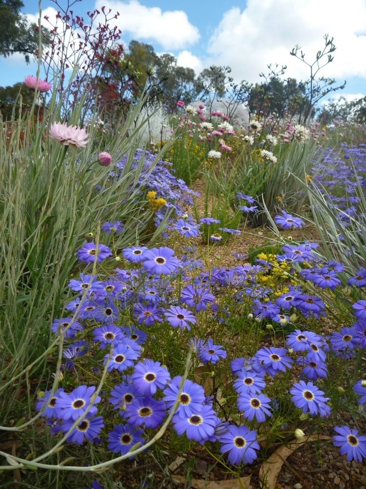 Brachyscome iberidifolia Brachyscome iberidifolia Swan River Daisy Gardening With Angus