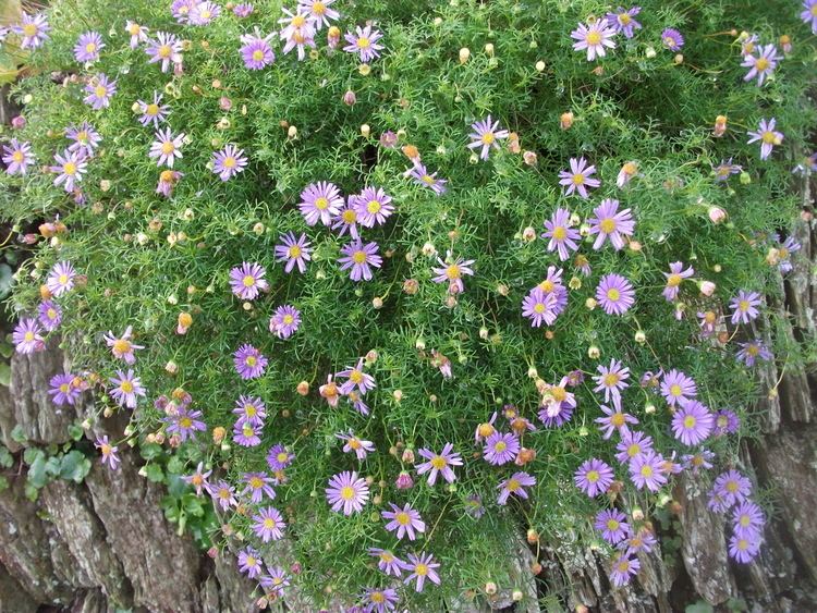 Brachyscome iberidifolia Brachyscome iberidifolia Swan River Daisy ontheedgegardening