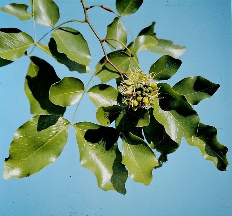 Brachystegia spiciformis Flora of Zambia Species information individual images