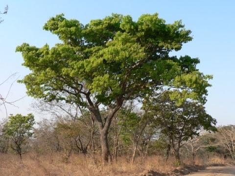 Brachystegia spiciformis Brachystegia spiciformis Useful Tropical Plants