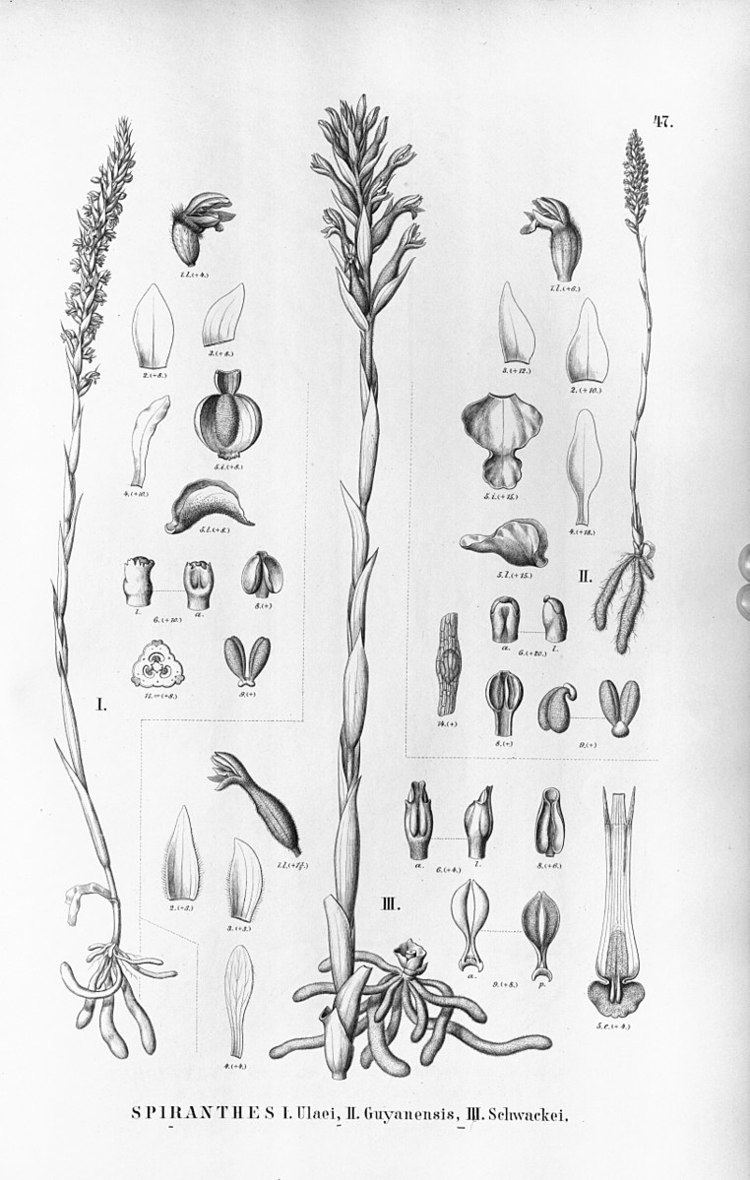Brachystele guayanensis
