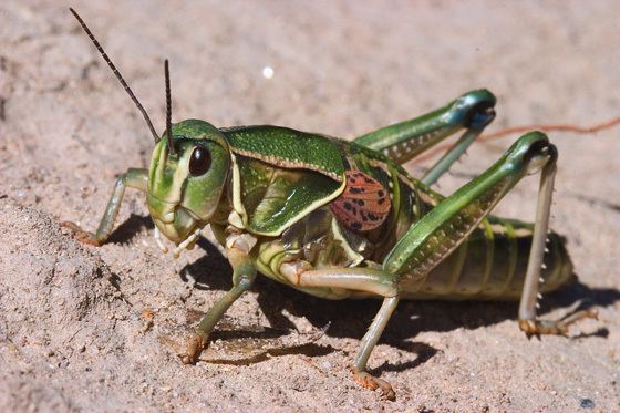 Brachystola magna Plains Lubber Grasshopper Brachystola magna BugGuideNet