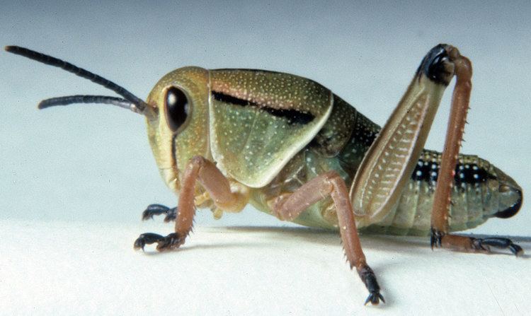 Brachystola magna Grasshoppers Brachystola magna