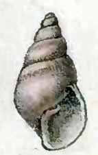 Brachystomia eulimoides httpsuploadwikimediaorgwikipediacommons88