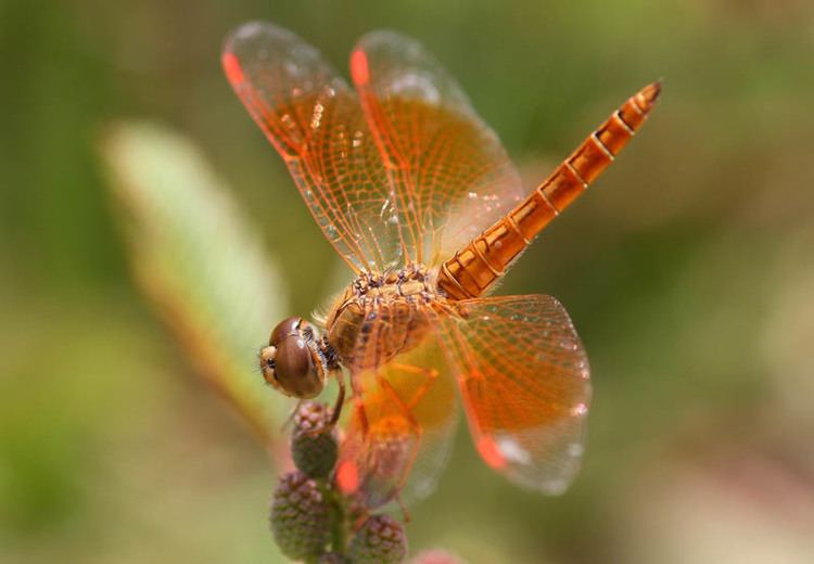 Brachythemis contaminata Dragonflies amp damselflies of Thailand 26 Brachythemis Contaminata