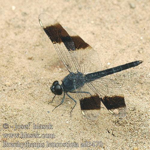 Brachythemis leucosticta Brachythemis leucosticta Libellula Banded Groundling