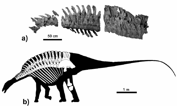 Brachytrachelopan PALEONTOLOGICAL STUDIES OF SOUTH CAROLINA Featured Dinosaur