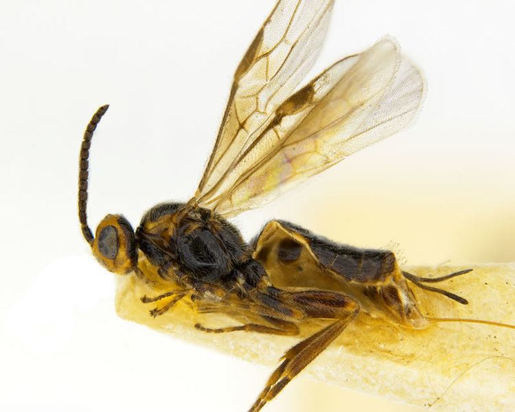 Bracon (wasp) Identification to the genus Bracon Braconidae Landcare Research
