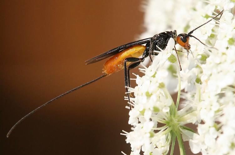 Braconidae FileBraconidae Atanycolus sp Richard Bartzjpg Wikimedia Commons