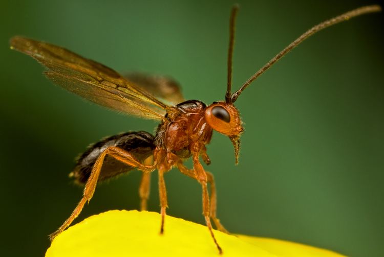 Braconidae Parasitoid Wasp Family Braconidae OutdoorPhoto Gallery
