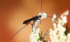 Braconidae httpsuploadwikimediaorgwikipediacommonsthu