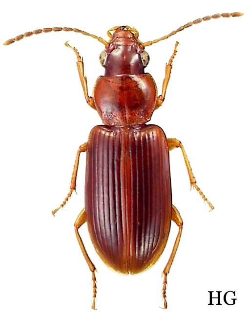Bradycellus Genus Bradycellus Erichson 1837 64 Carabidae