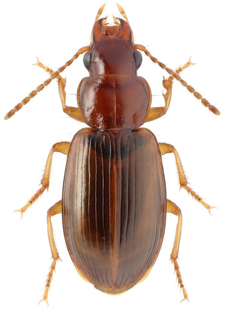 Bradycellus carabidaeorgcarabidaeBradycellus20Tachycellus