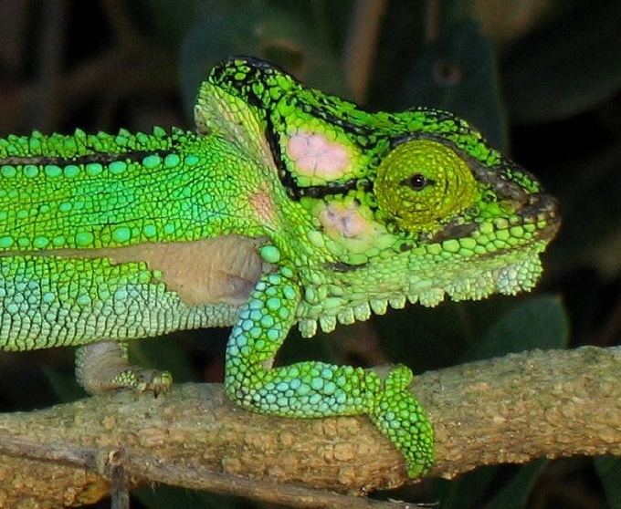 Bradypodion Knysna dwarf chameleon Wikipedia