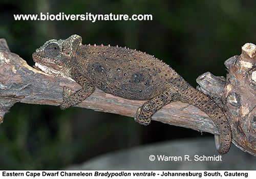Bradypodion ventrale Eastern Cape Dwarf Chameleon Bradypodion ventrale Biodiversity Nature