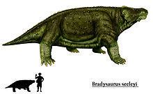 Bradysaurus httpsuploadwikimediaorgwikipediacommonsthu