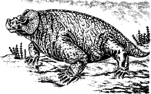 Bradysaurus Palaeos Vertebrates Anapsida Pareiasauridae