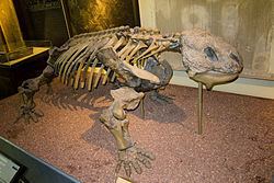Bradysaurus Bradysaurus Wikipedia