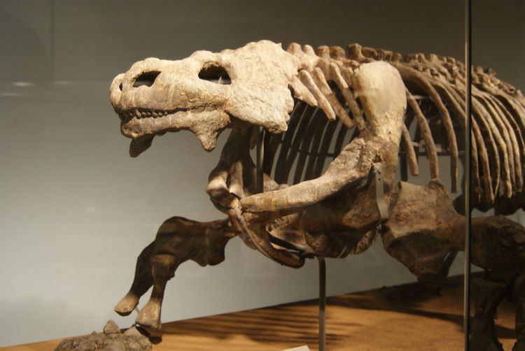 Bradysaurus FileBradysaurus a pareisaur in the Evolving Planet Exhibit at the