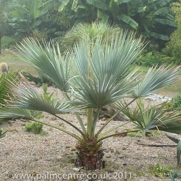 Brahea Brahea armata Mexican Blue Palm From Palm Centre